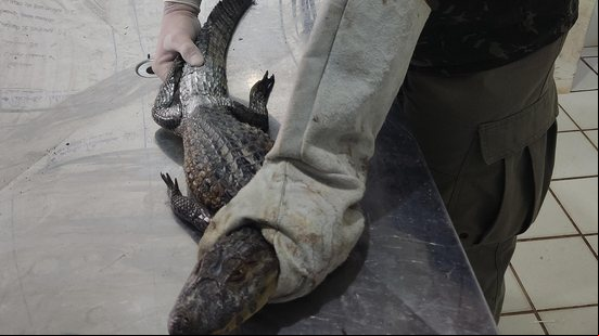 Período chuvoso aumenta a presença de animais silvestres em áreas urbanas - Foto: Cortesia/Ascom IMA