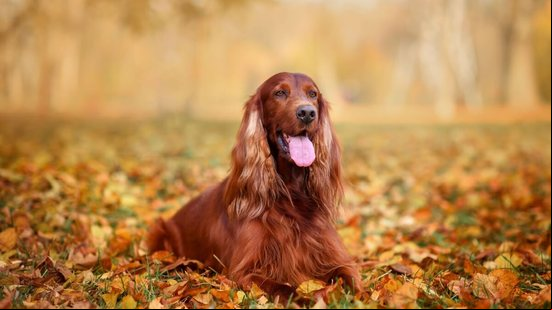 O setter irlandês é um companheiro inteligente, enérgico e afetuoso (Imagem: Nikaletto | Shutterstock)