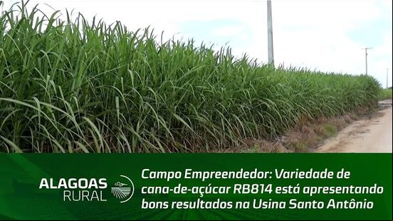 Variedade de cana-de-açúcar RB814 está apresentando bons resultados na Usina Santo Antônio