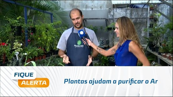Plantas ajudam a purificar o Ar, funcionam como repelente e até reforçam a alimentação